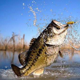 Catch Fish